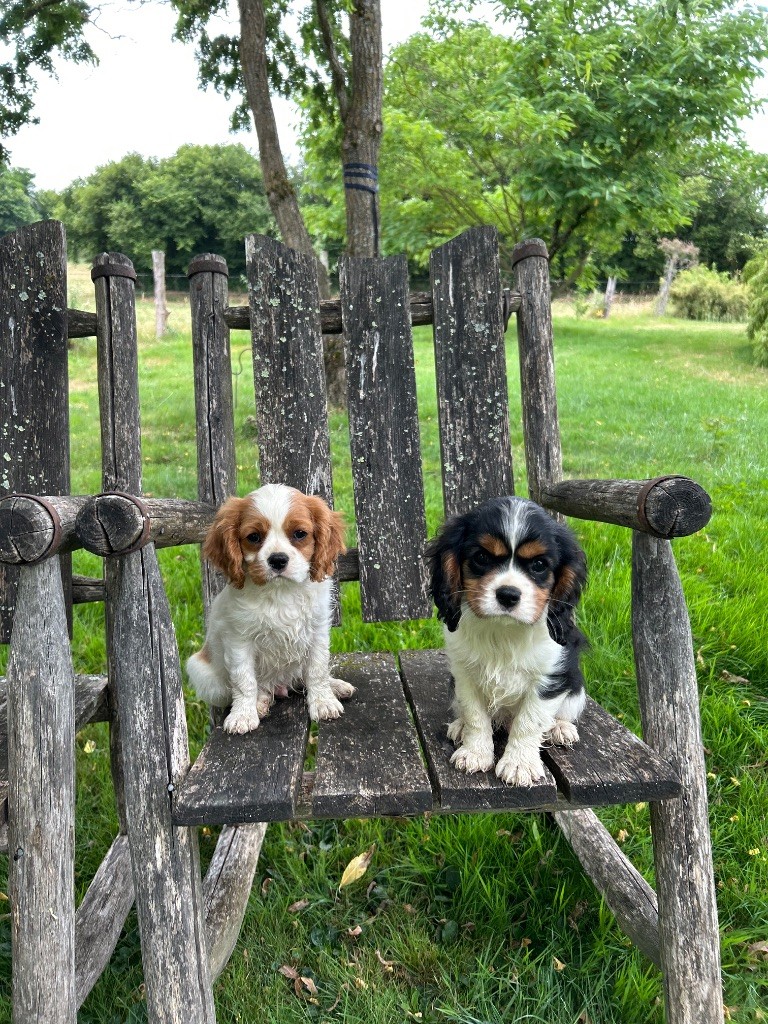 Des Champs D'Eypadero - Cavalier King Charles Spaniel - Portée née le 30/04/2025